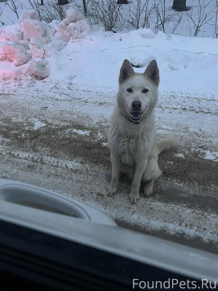 Человек на поводке