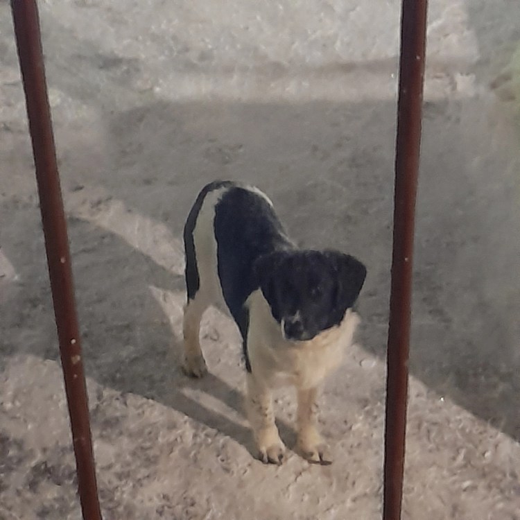 Агрессивная собака с хозяином