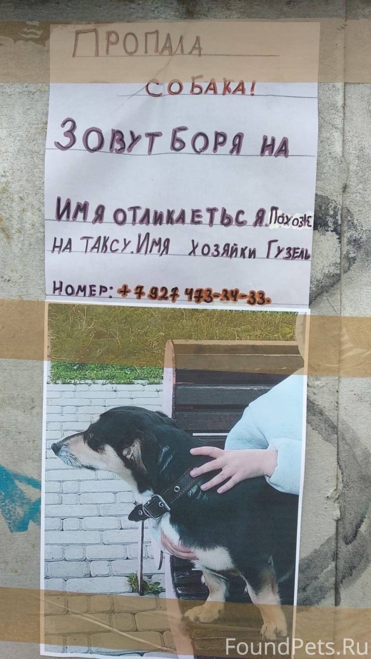 Девушка в собачьем ошейнике