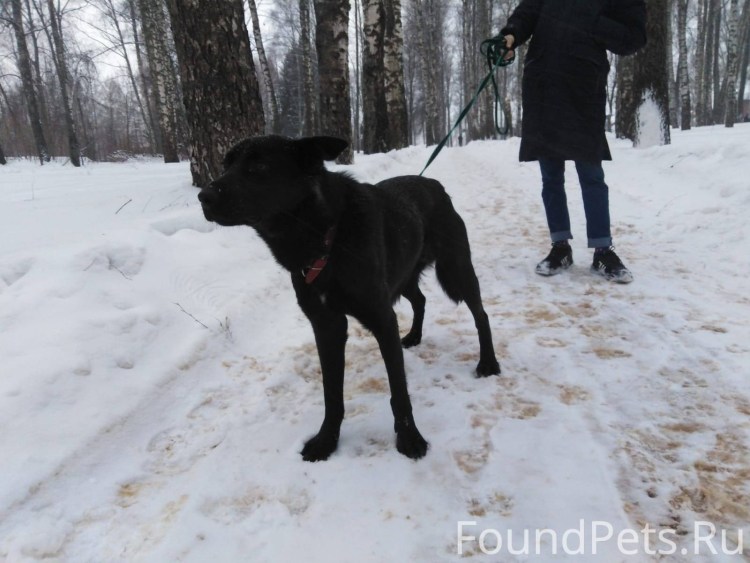 Фурри в наморднике