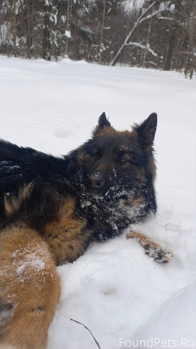 Ошейник цепь для крупных собак Cuban