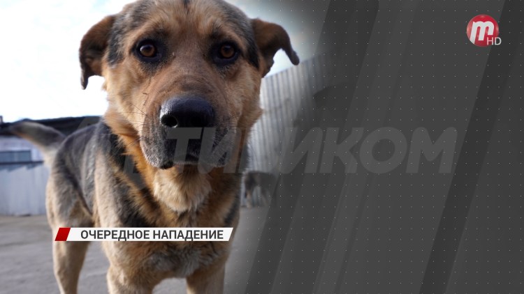 Рабыня домашнее животное