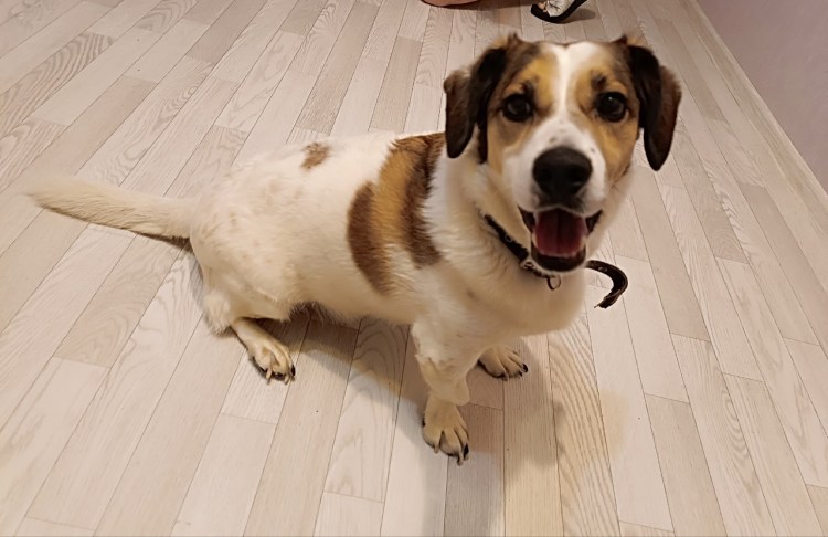 Человек на поводке