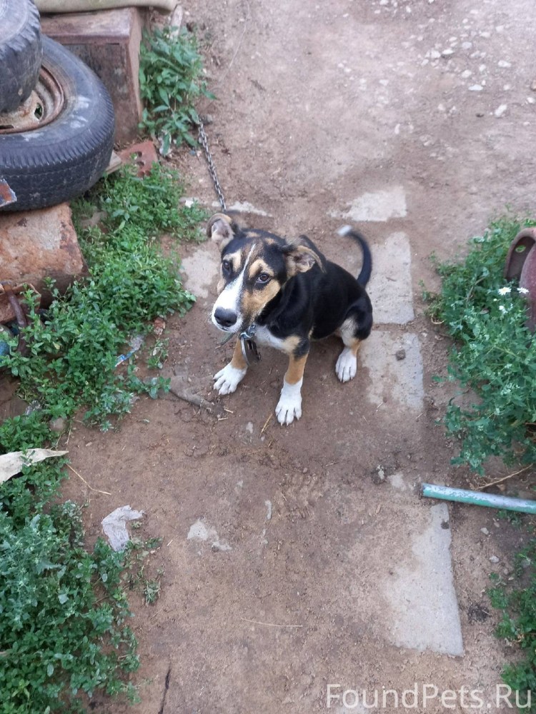 Зои Дойч с доберманом