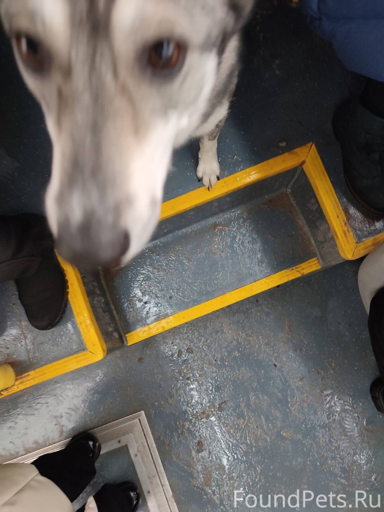 Фурри в цепях