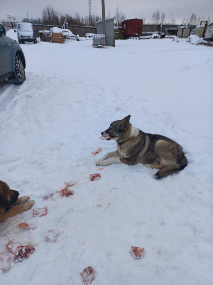 Собачий ошейник с поводком