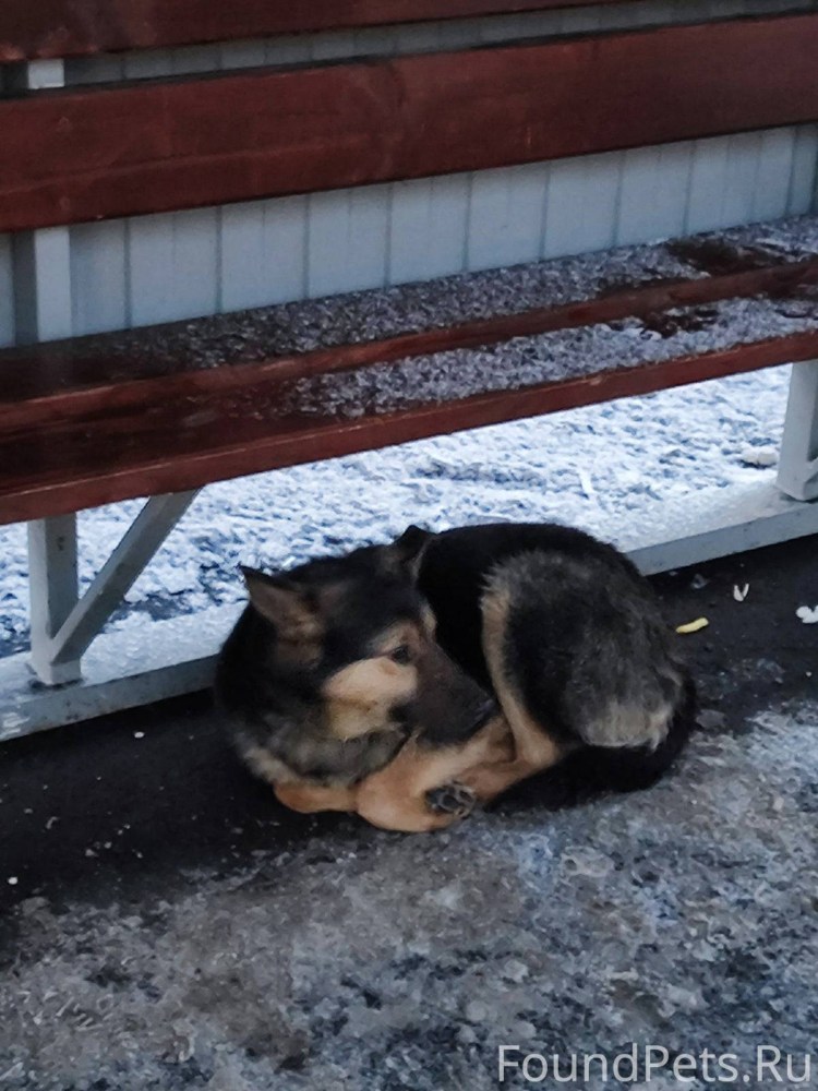 Ошейник для собак