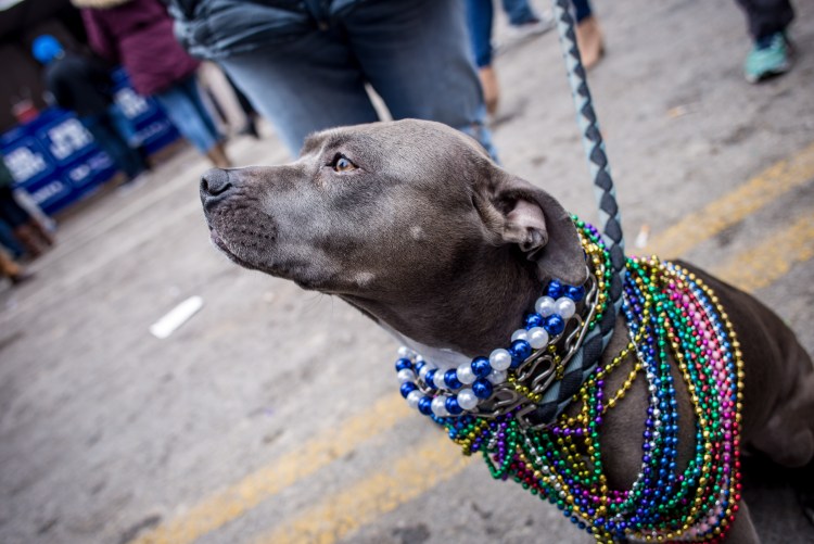 Ошейник недоуздок для собак