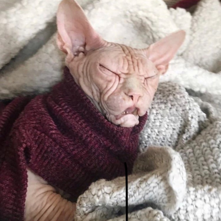 Канадский сфинкс толстый