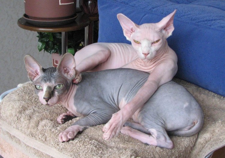 Жирный канадский сфинкс