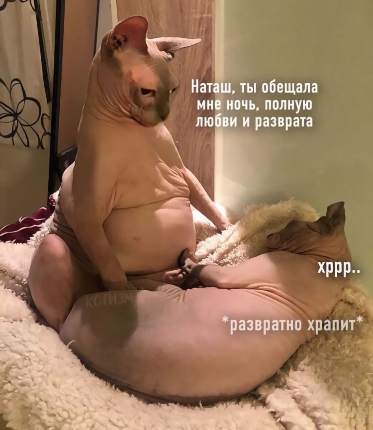 Жирный лысый кот