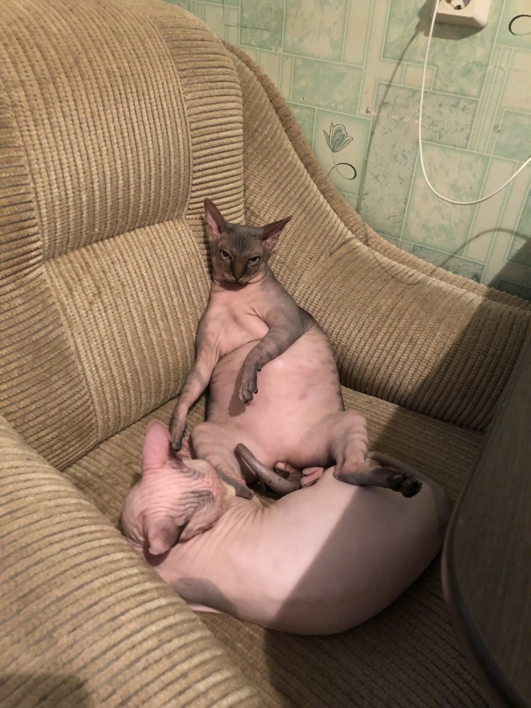 Самый морщинистый кот сфинкс