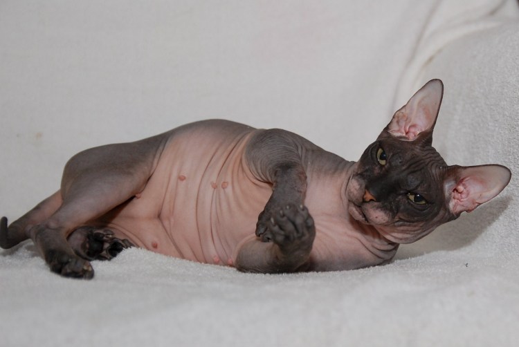 Донской сфинкс толскты