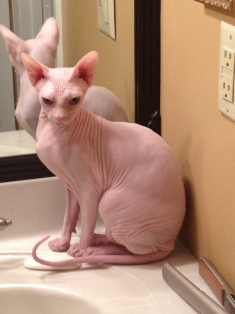 Сфинкс кошка толстый