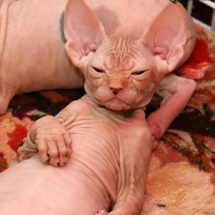 Донской сфинкс жирный