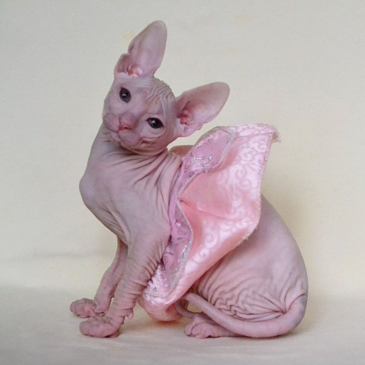 Донской сфинкс