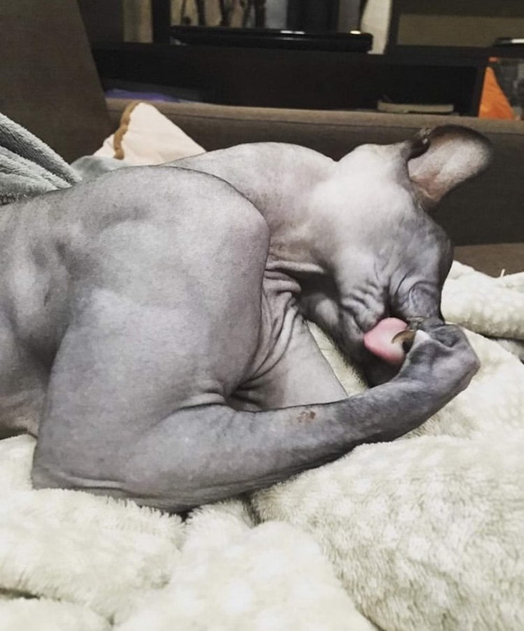 Накаченные лысые коты