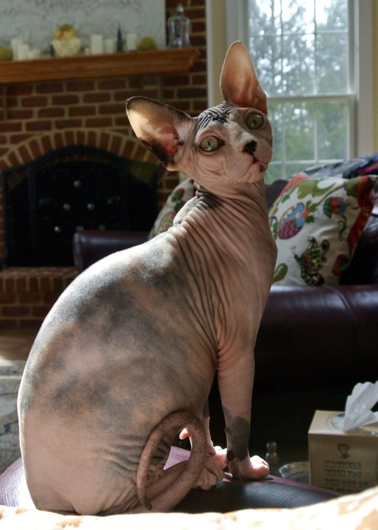 Канадский сфинкс и толстый кот