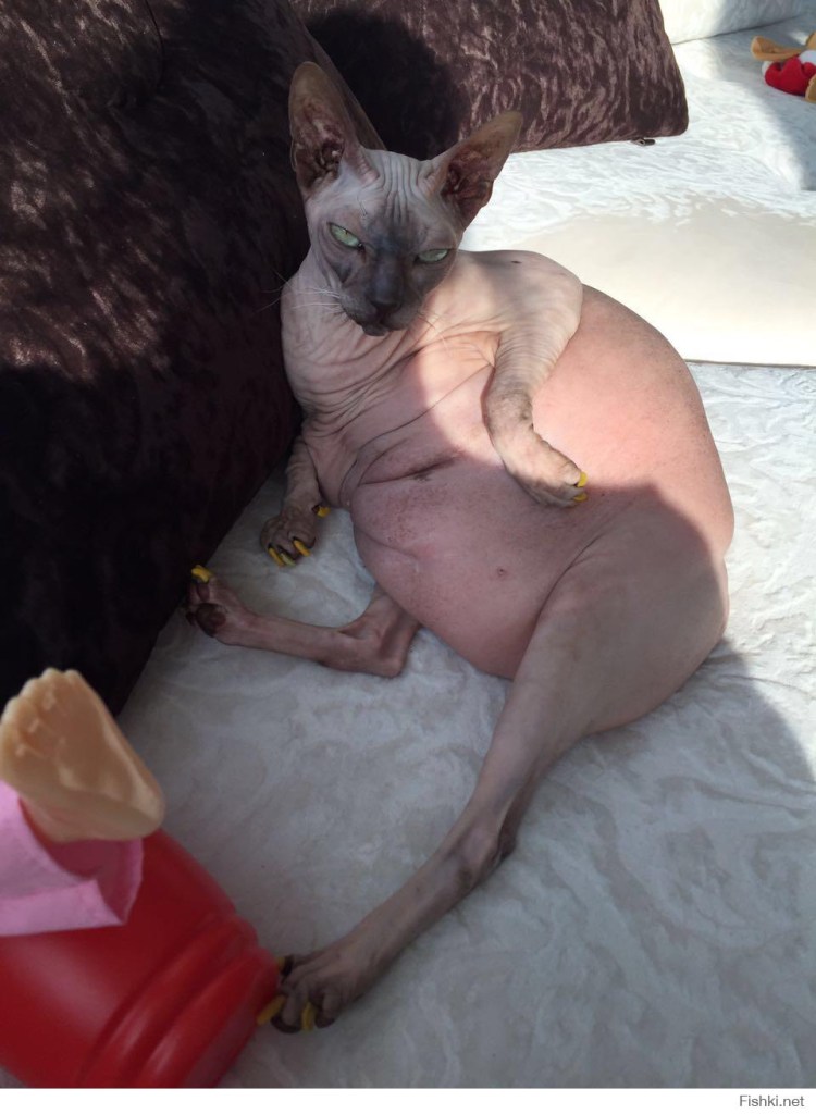 Жирная кошка сфинкс Донской