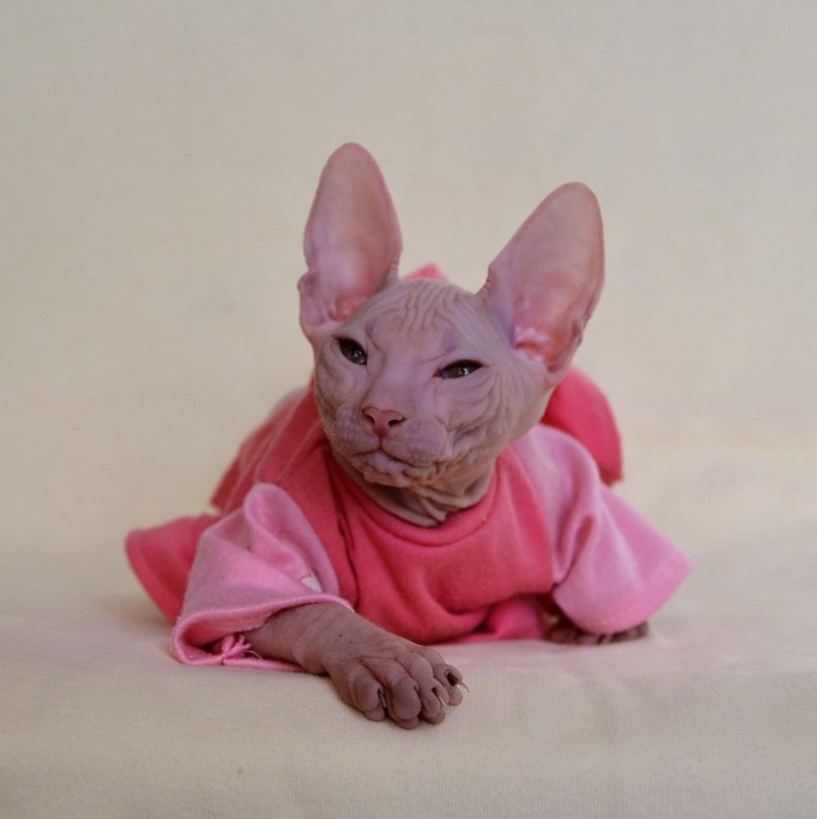 Мускулистый лысый кот