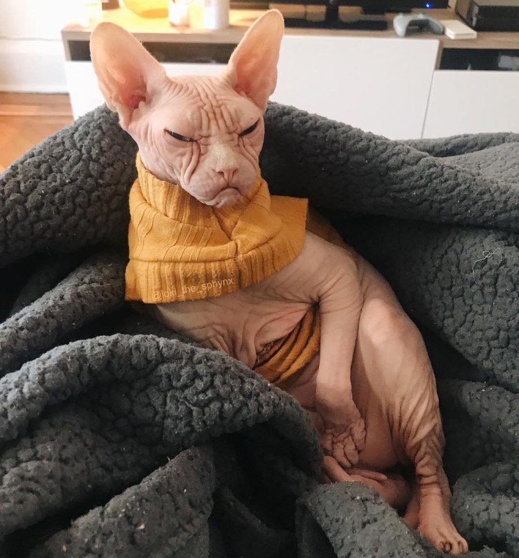 Лысый кот Локи