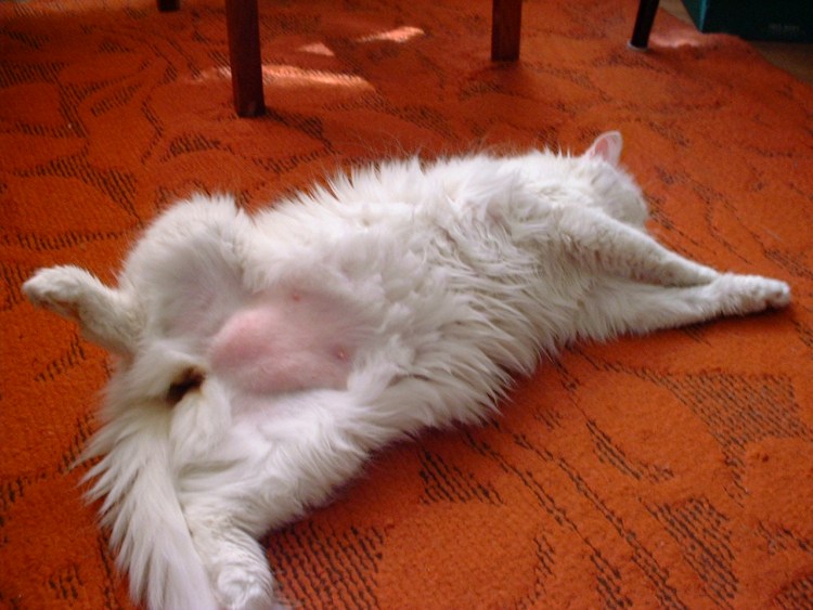 Рахит у кота