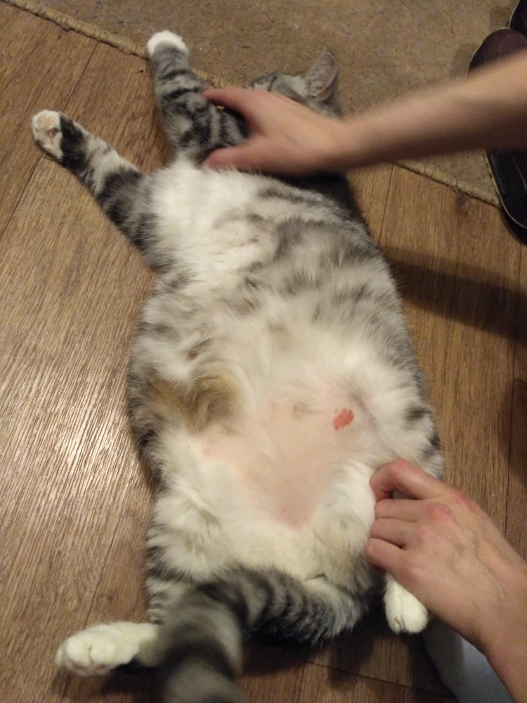 Пузико кота