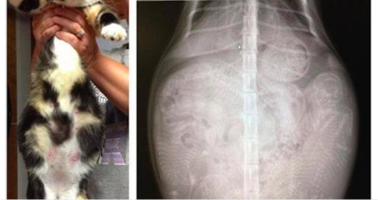 Инвагинация у собаки рентген