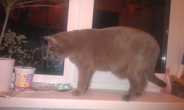 У котенка лысеет живот