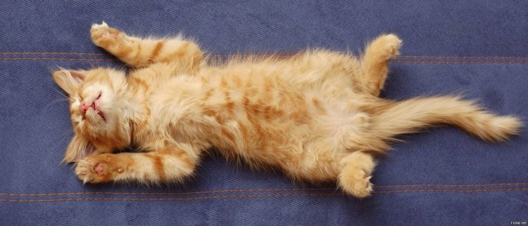 Котенок лежит на спине
