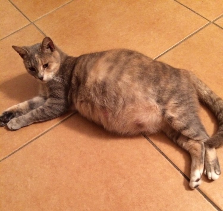 У котенка большой животик