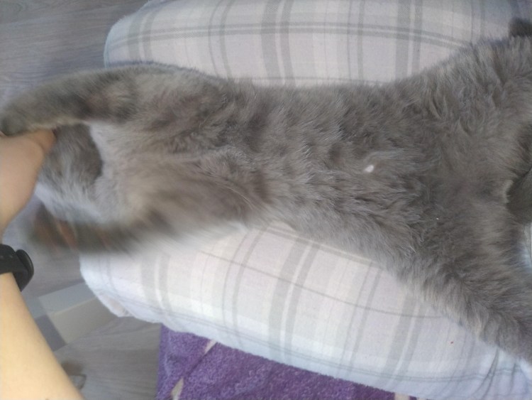 Коричневые пятна у кота на животе