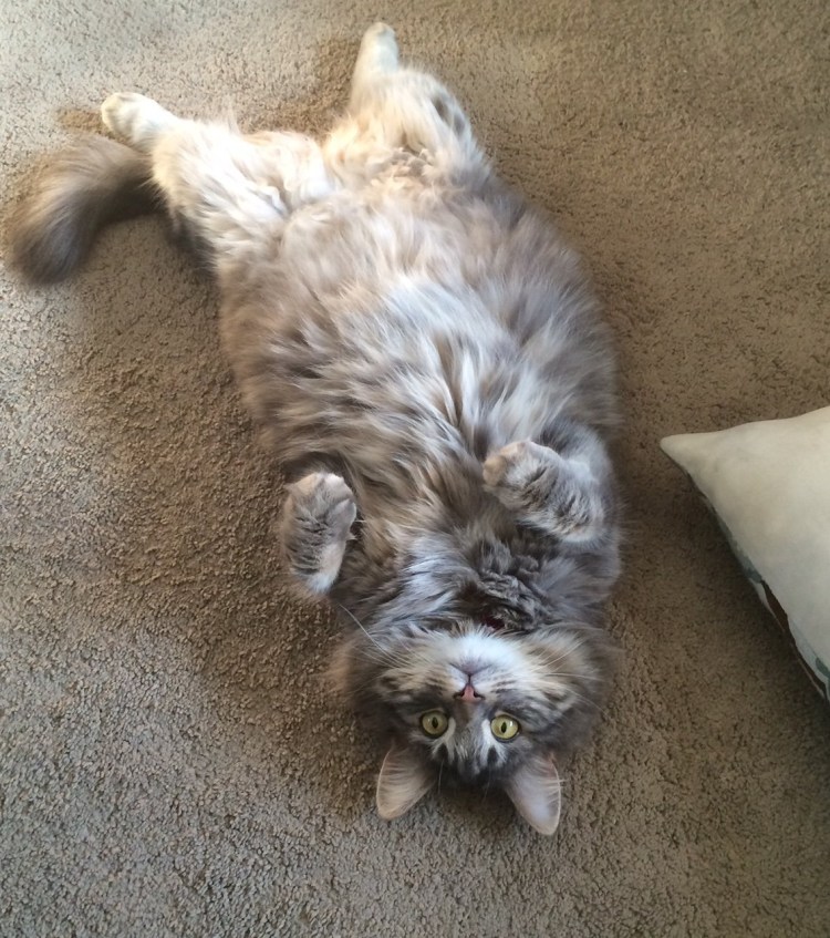 Кошка показывает животик