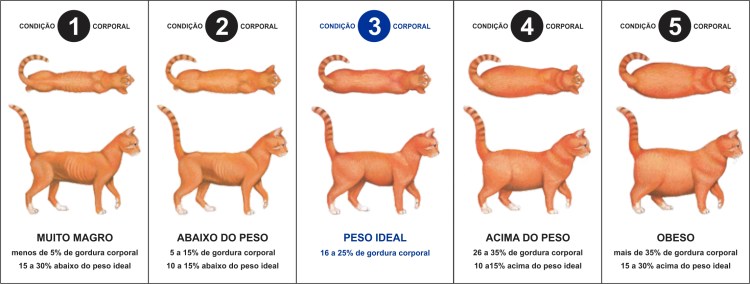 Беременная кошка рожает