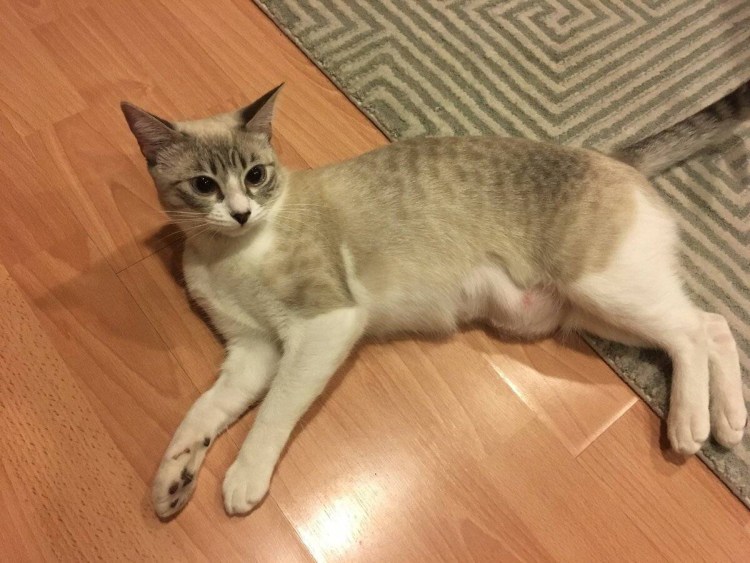 Вздутый животик у котят