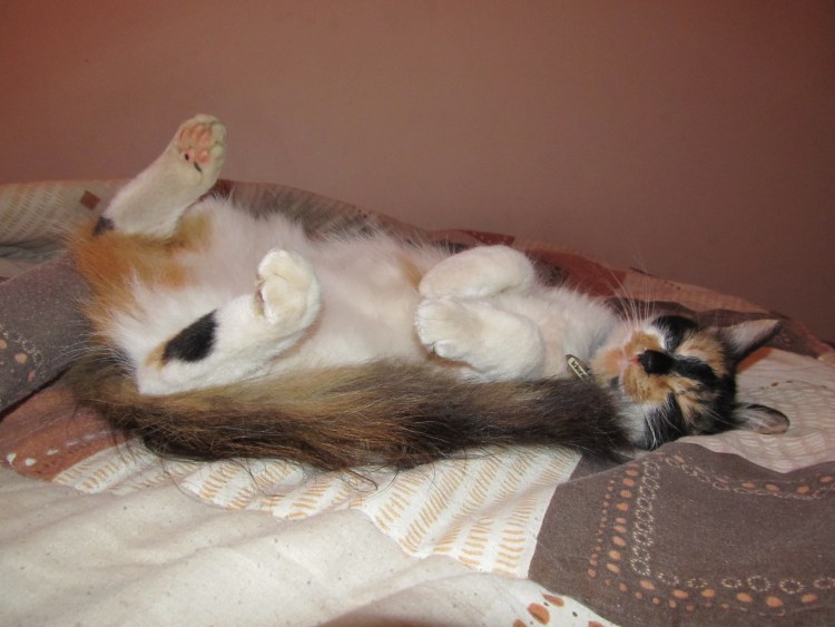 Котик пушистый животик