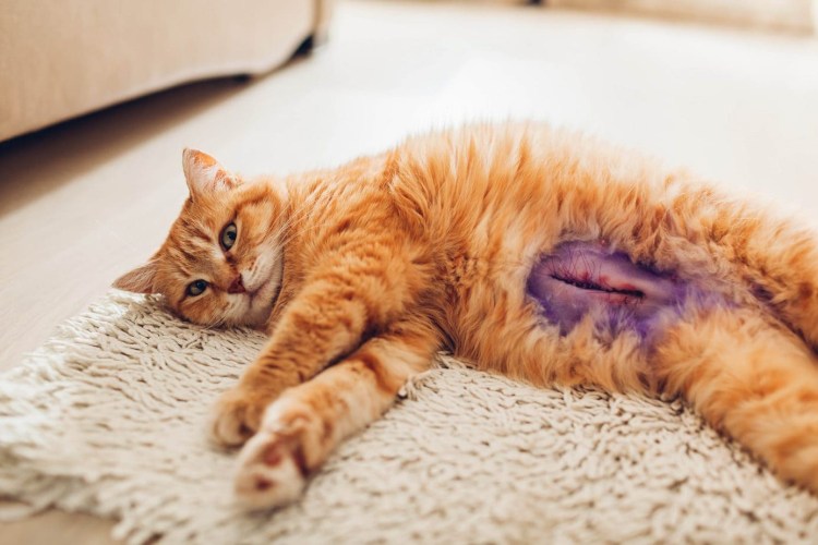 Опухоль на животике у котенка