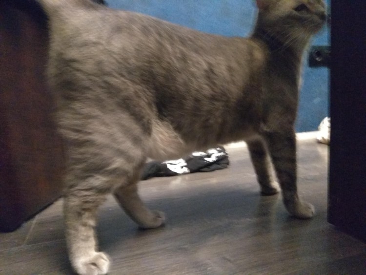 Котик на животе девушки