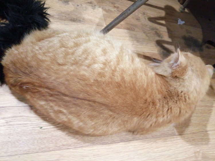 Кошачий животик