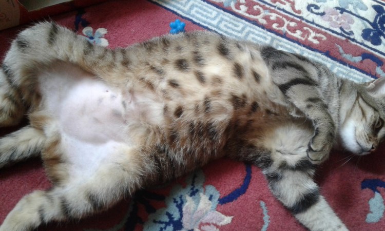 Кошка лежит на спине