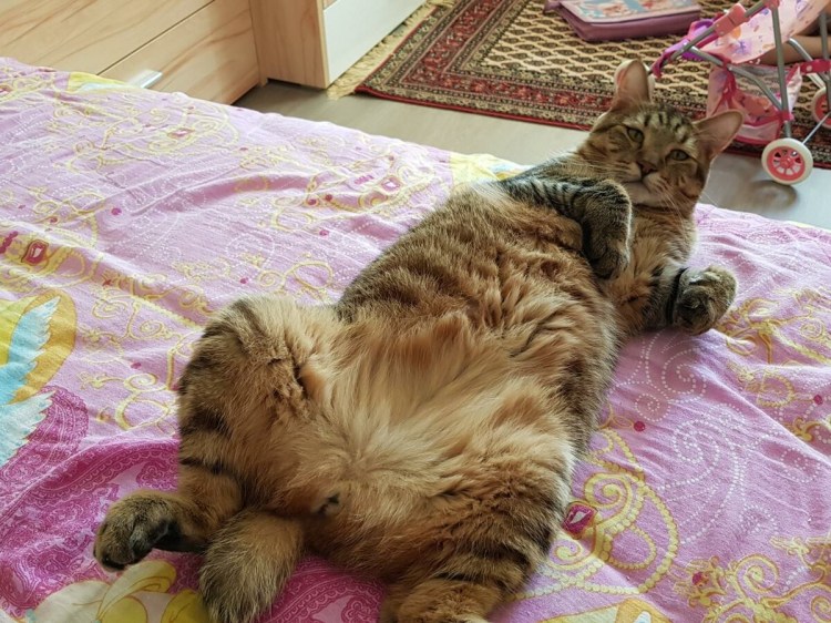 Беременная кошечка