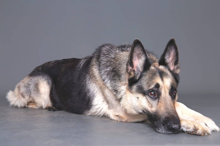 Восточно-европейская овчарка на службе