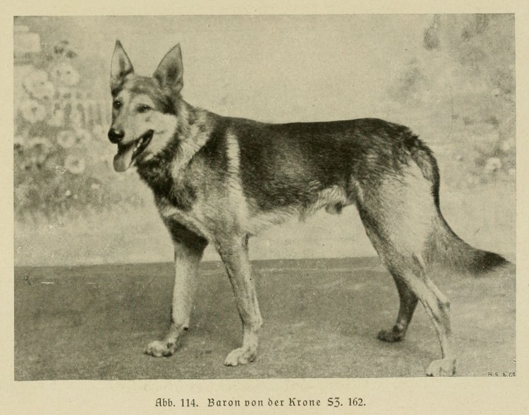 Грайф овчарка