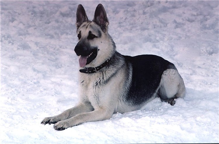 Восточно-европейская овчарка