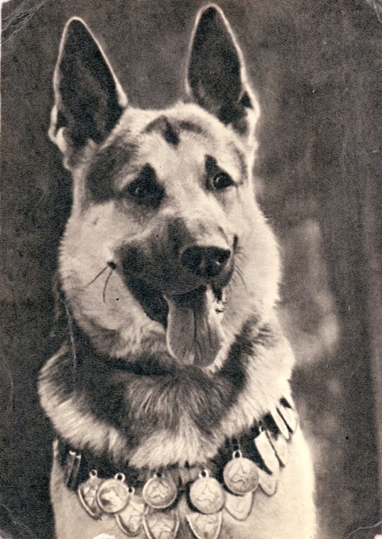 Восточно-европейская овчарка Джульбарс