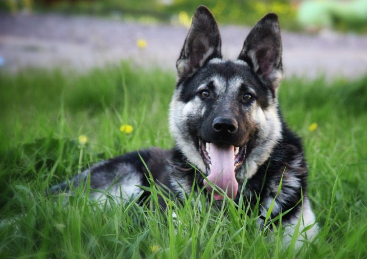 Восточно европейская овчарка Пограничная