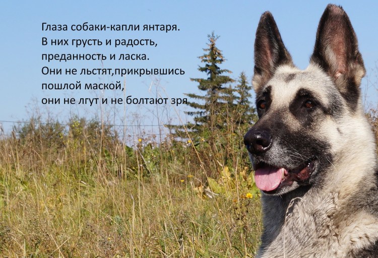 Омская дружина питомник