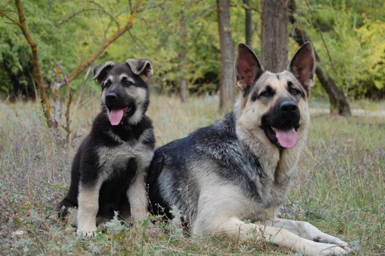 Немецкая овчарка Шеферд