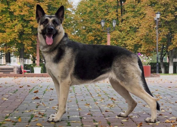 Немецкая овчарка 20 века