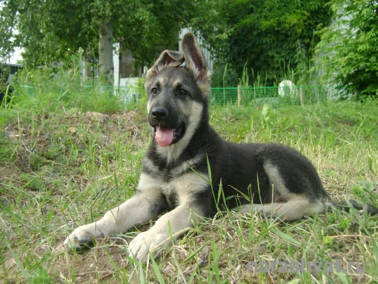 Восточноевропейская овчарка агути